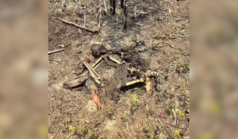 OSSADA É ENCONTRADA EM ÁREA DE INCÊNDIO EM IRANDUBA